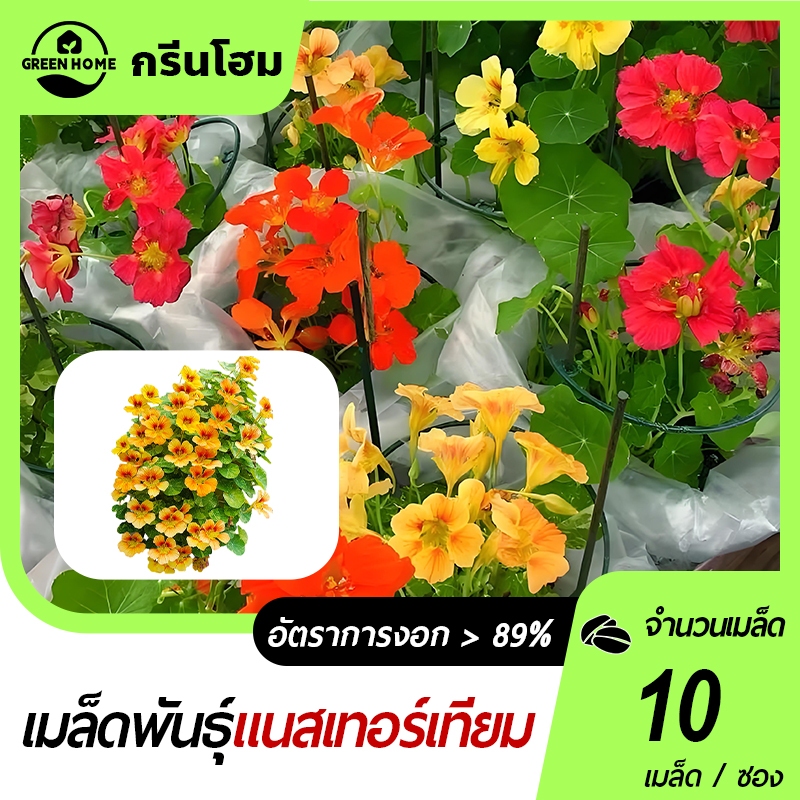 แนสเตอร์เตียม📌10เมล็ด🍀เมล็ดพันธุ์แนสเตอร์เดียม🎯งอกง่าย🌸ดอกสวย👍ทานอร่อย