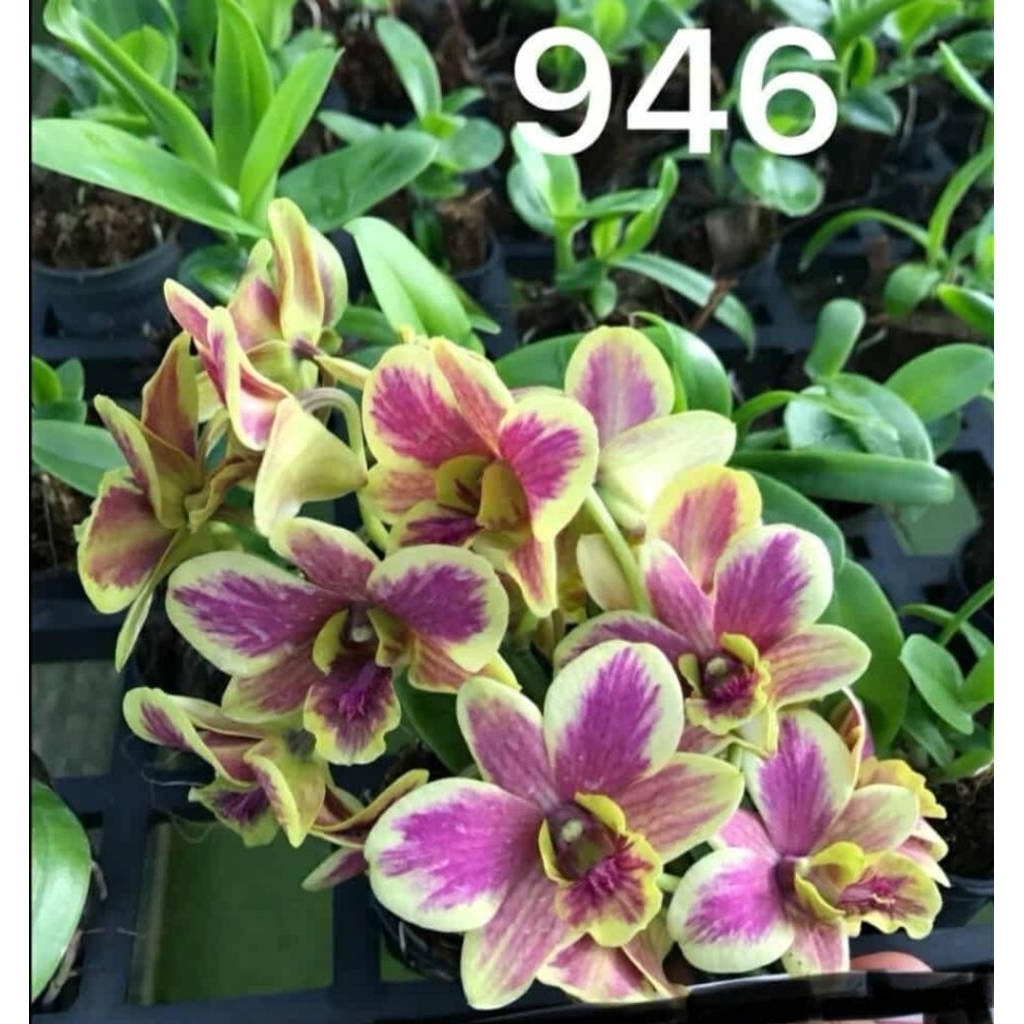กล้วยไม้หวาย946     1ต้นกระถางไม้นิ้ว