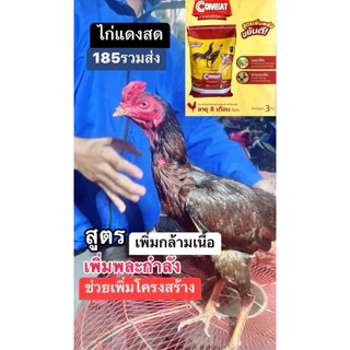 อาหารไก่ชนคอมแบท ผสมสมุนไพร ถุงละ3กิโล