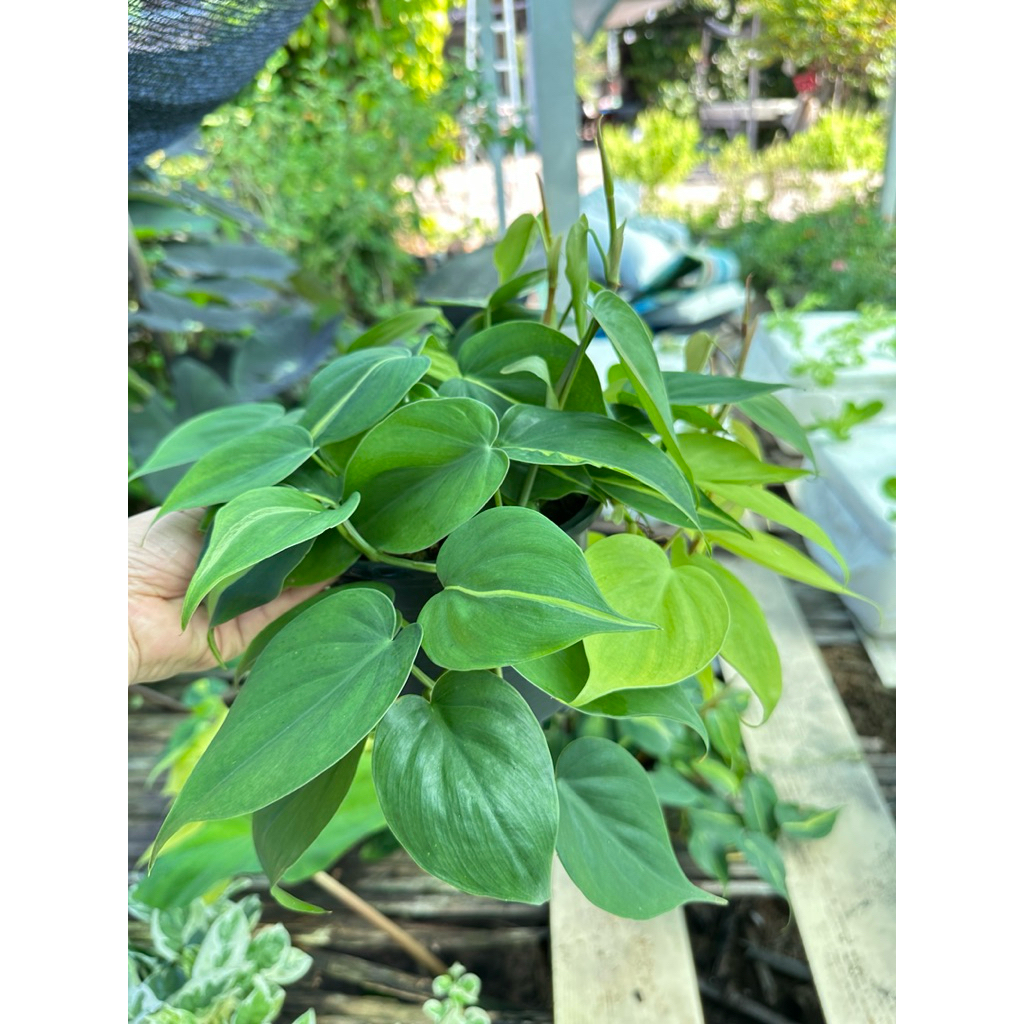 พลูบราซิล 2 สี มี 2 ขนาดคือ  กระถาง 3 นิ้ว และ 6 นิ้ว แน่นฟู ยาว ทุกกระถาง ทุกขนาดจ้า🚚ส่งเร็วน๊าสั่ง - รูปที่ 3