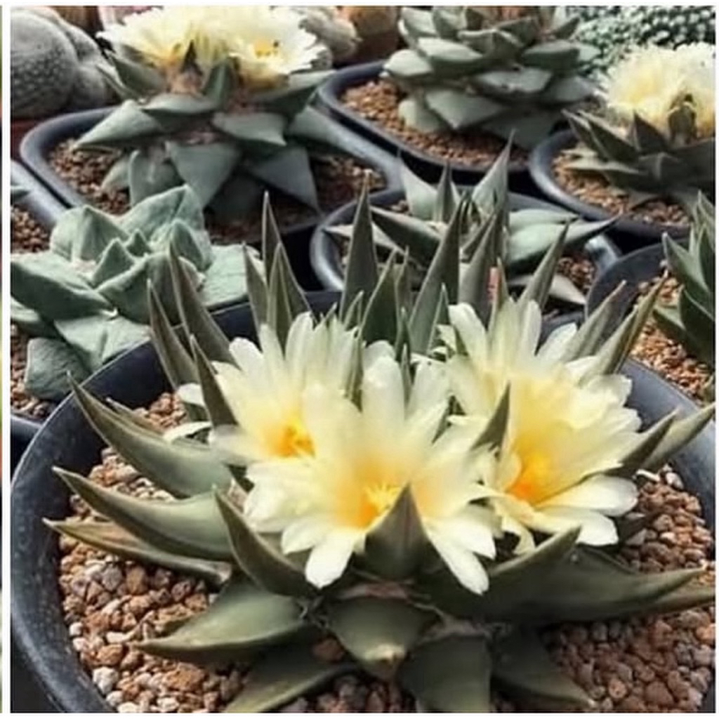 Ariocarpus Trigonus: อริโอคาร์ปัส ไตรโกนัส กระถาง2“ แคคตัส กระบองเพชร