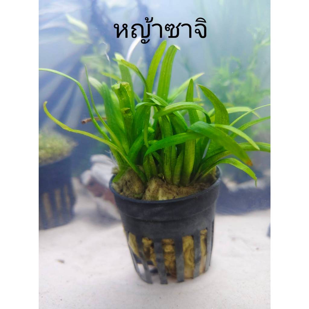 หญ้าซาจิ ไม้น้ำ แต่งตู้ปลา หรือ อ่างบัว ปลูกง่าย เขียวสด โตเร็ว ใส่กระถางดำ พร้อมปลูก