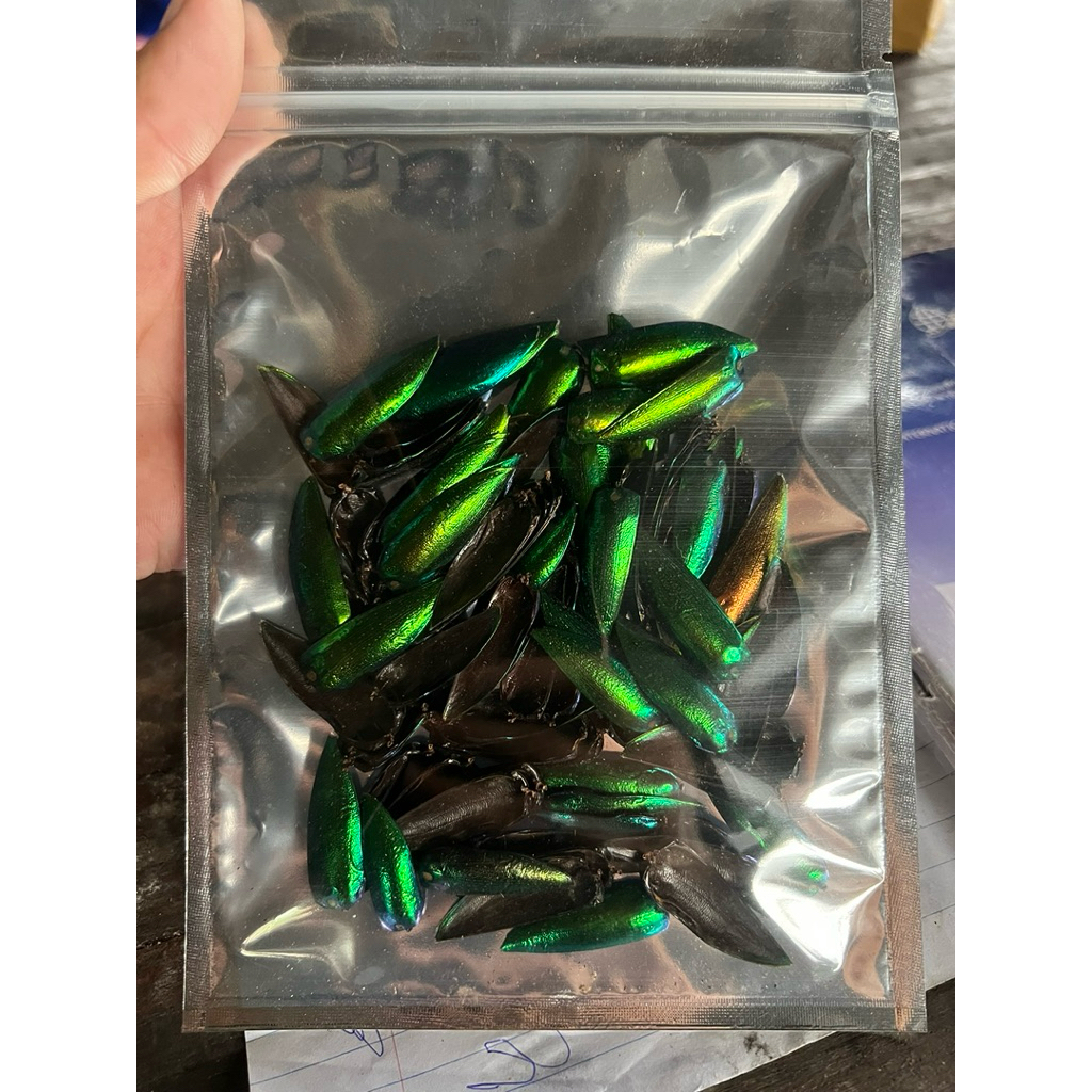 ปีกแมลงทับสีเขียว 1 ถุง 200 ปีก 🪲 - รูปที่ 2