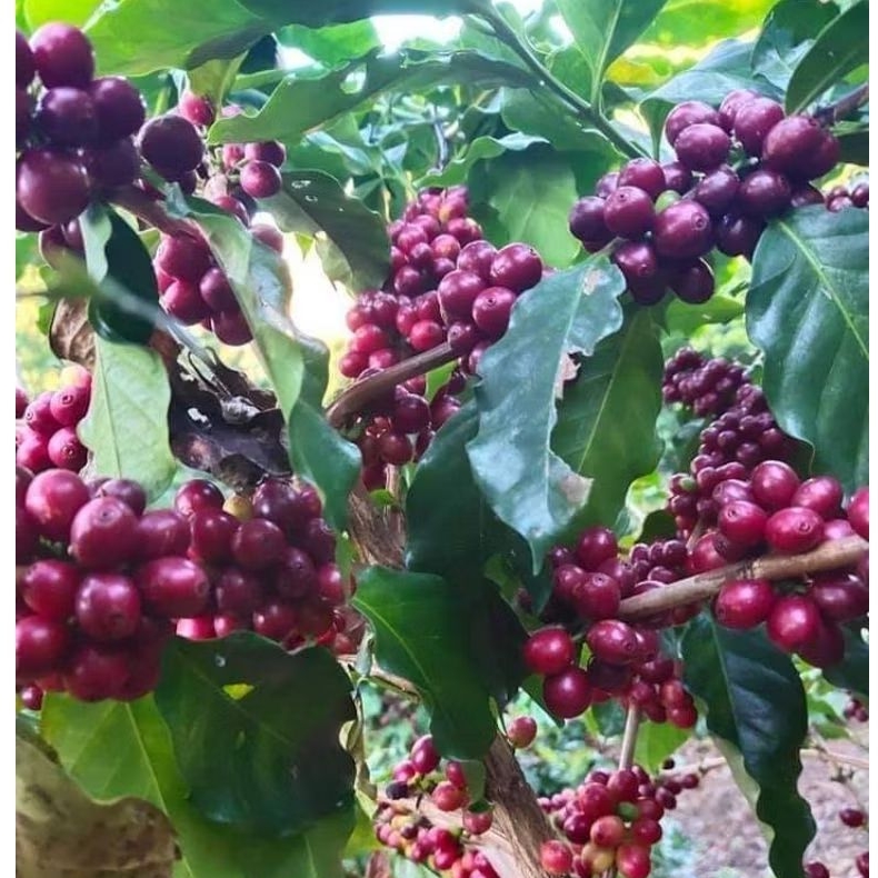 เมล็ดกาแฟคั่วใหม่( Arabica100% ) เชียงราย หอมกลมกล่อมสดชื่น #ต้องลอง - รูปที่ 3