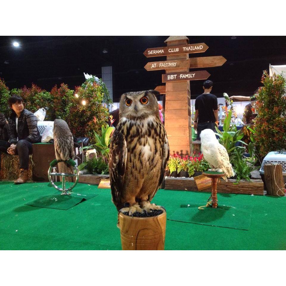 คอนนกเค้าแมว คอนนกฮูก คอนนกเค้าแคระ - รูปที่ 2