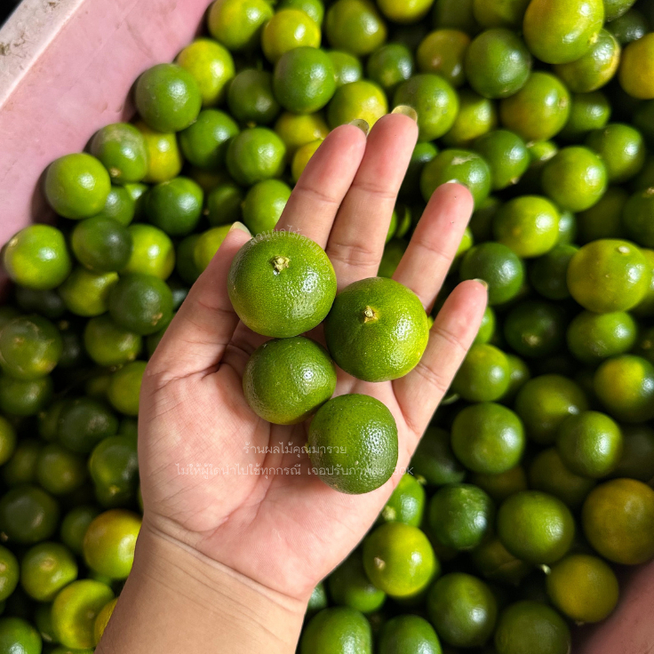 มะปี๊ด 10 KG ส่งจากจันทบุรี (ค่าส่งถูก)