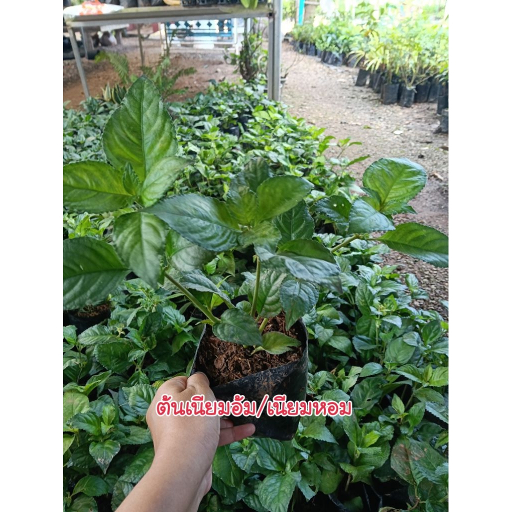 (ชุด 3 ต้น) ต้นเนียมอ้มหรือเนียมหอม สมุนไพรโบราณ