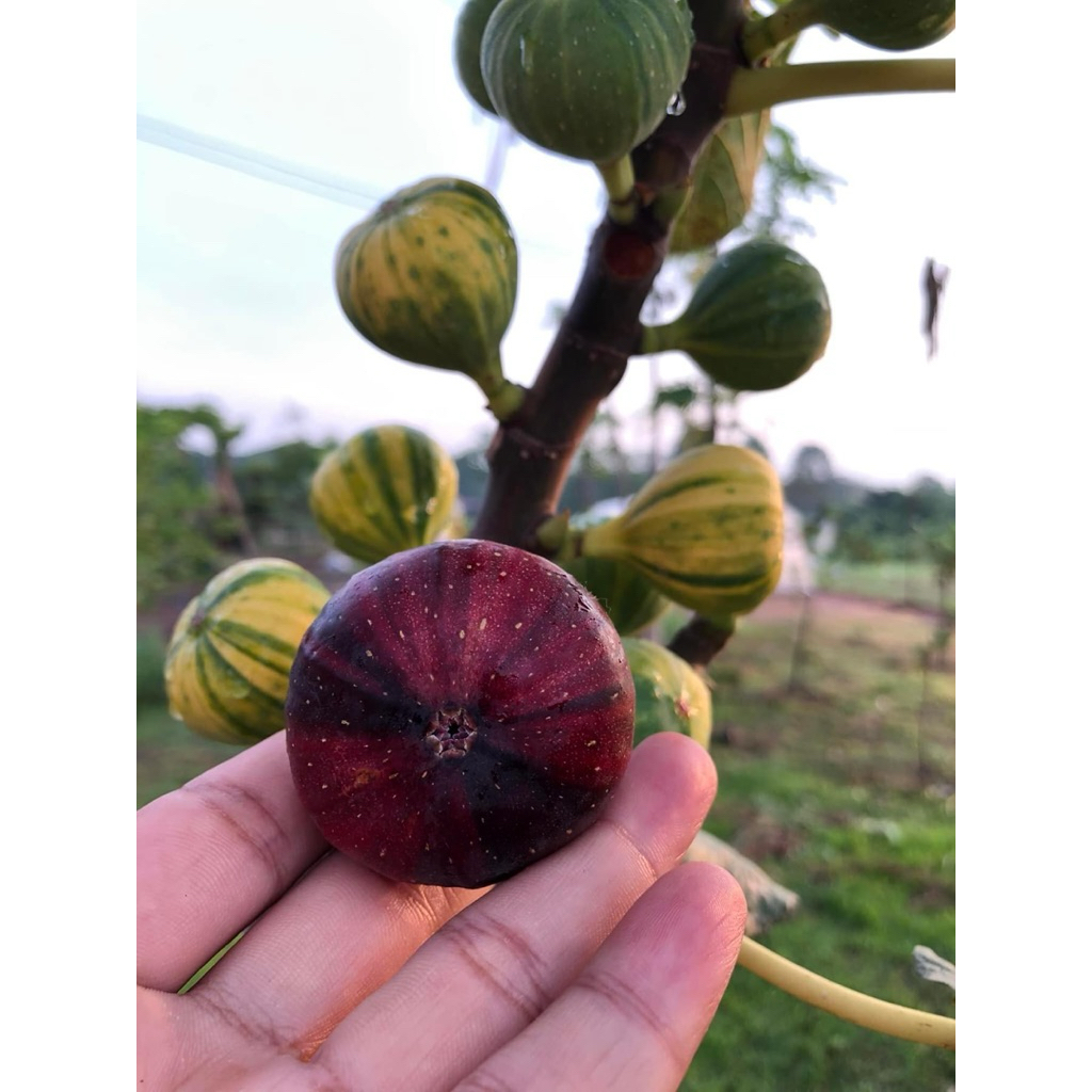 กิ่งสด มะเดื่อฝรั่ง (สำหรับปักชำ-ติดตา-เสียบยอด) รวมสายพันธุ์ เลือกซื้อใน “ตัวเลือกสินค้า” - รูปที่ 3