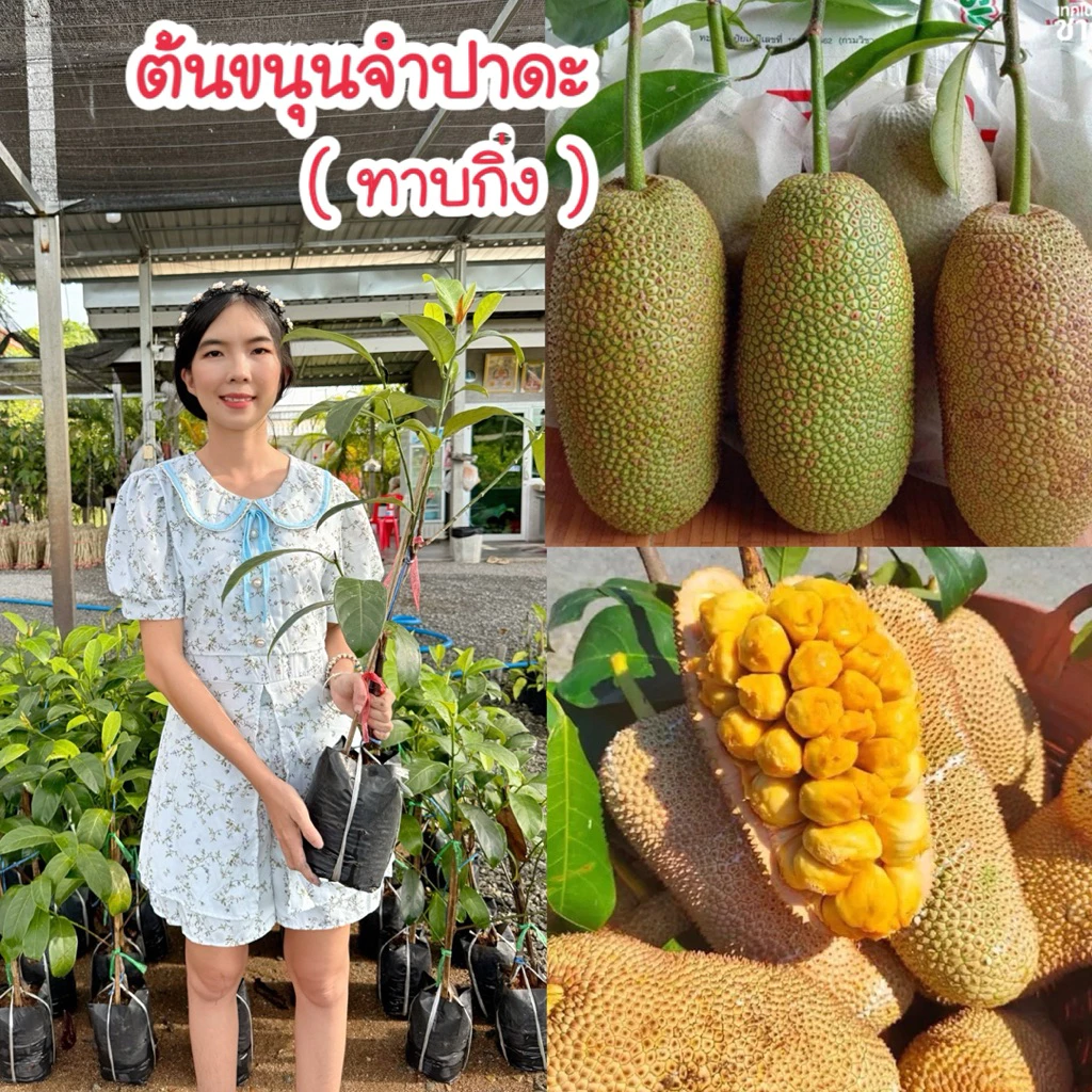 #ต้นขนุนจำปาดะ กลิ่นทุเรียน (ทาบกิ่ง) สูงราว 30-70เซน