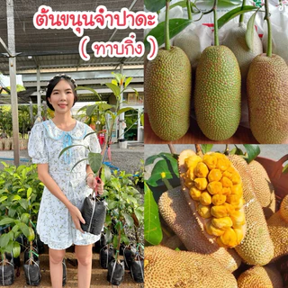 #ต้นขนุนจำปาดะ กลิ่นทุเรียน (ทาบกิ่ง) สูงราว 30-70เซน