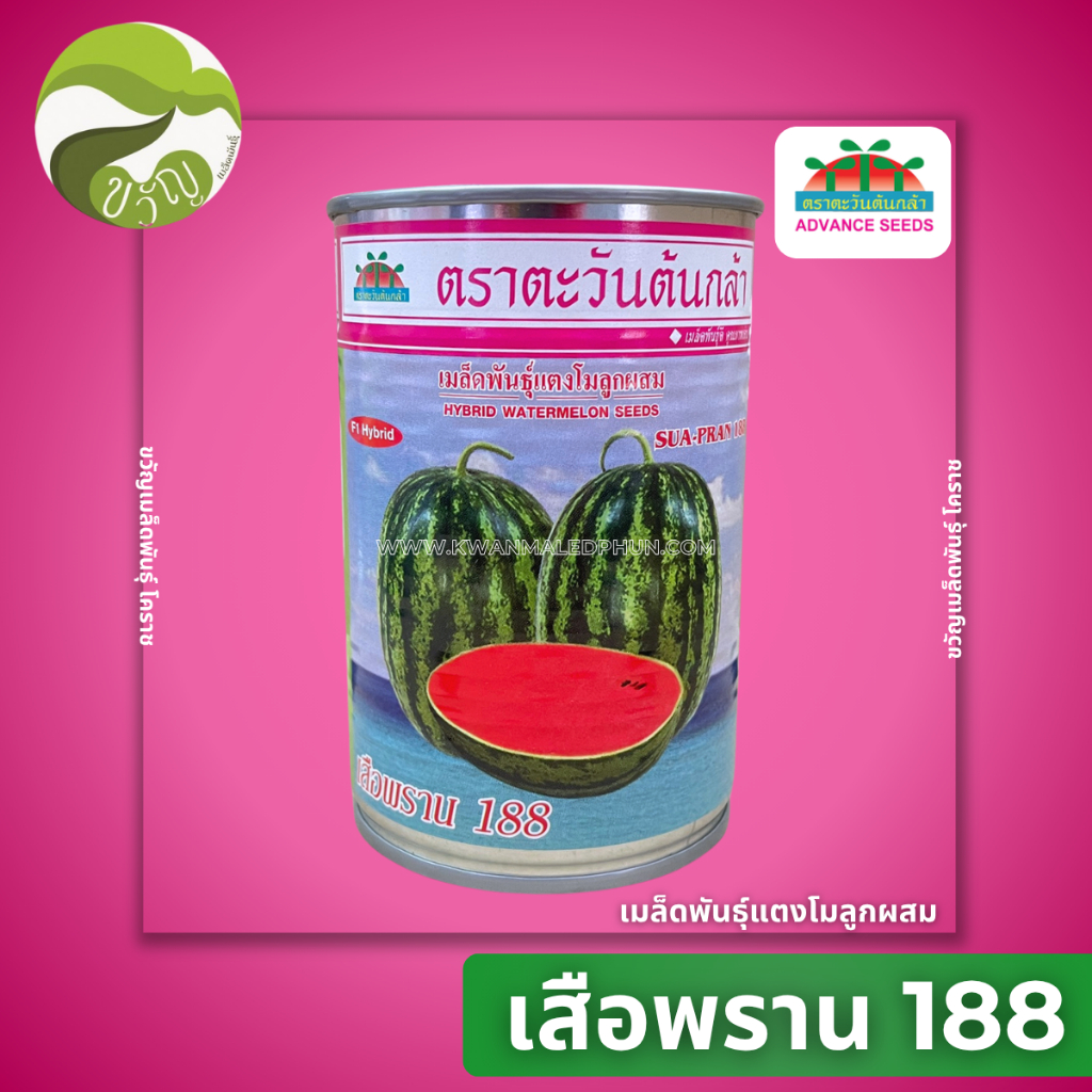 เมล็ดพันธุ์ แตงโมลูกผสม เสือพราน188 ตราตะวันต้นกล้า 50 กรัม