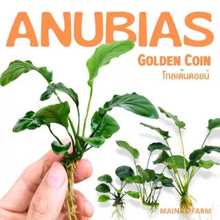 อนูเบียสโกลเด้นคอยน์ (ใบกลมหยัก) เลือกขนาดได้ - ANUBIAS NANA ‘GOLDEN COIN’ ต้นไม้น้ำ