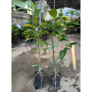 #ต้นขนุนจำปาดะ กลิ่นทุเรียน (ทาบกิ่ง) สูงราว 30-70เซน