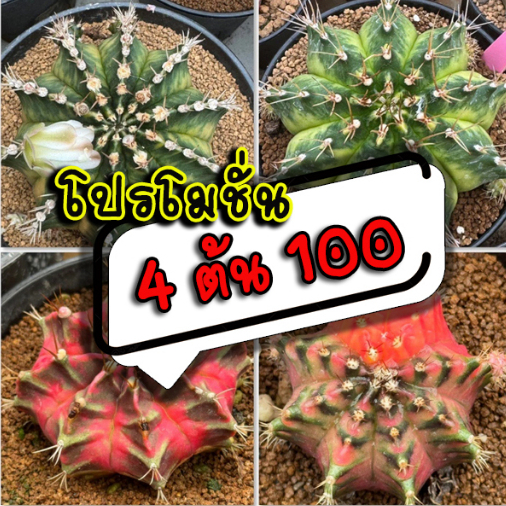 ❤️❤️มีส่งด่วน❤️❤️แคคตัส 4ต้น/100.- ราคาคุ้มสุดคุ้ม🌵/Gymnocalycium/แอสโตร/Astrophytum/แมมมิลลาเรีย/Mammillaria/โลบิเวีย