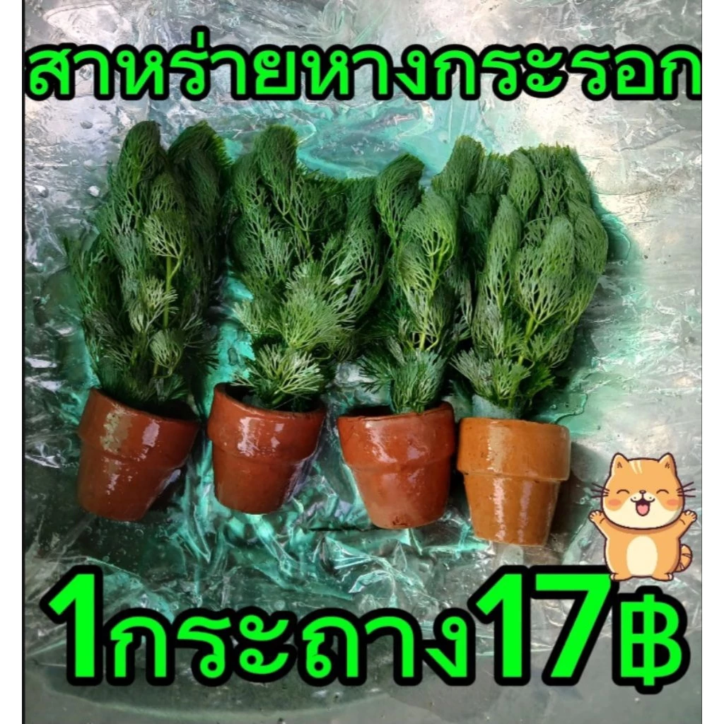 สาหร่ายหางกระรอก ตบแต่งตู้ปลา