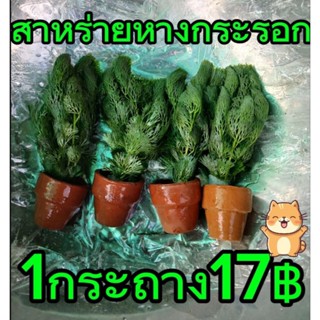 สาหร่ายหางกระรอก ตบแต่งตู้ปลา