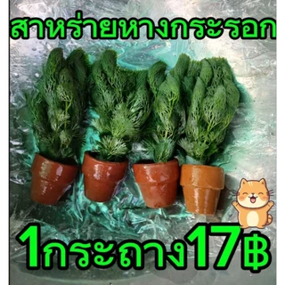 สาหร่ายหางกระรอก ตบแต่งตู้ปลา