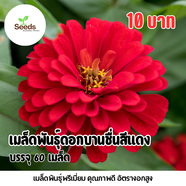 เมล็ดพันธุ์ ดอกบานชื่นกลีบซ้อนสีแดง บรรจุ 60 เมล็ด