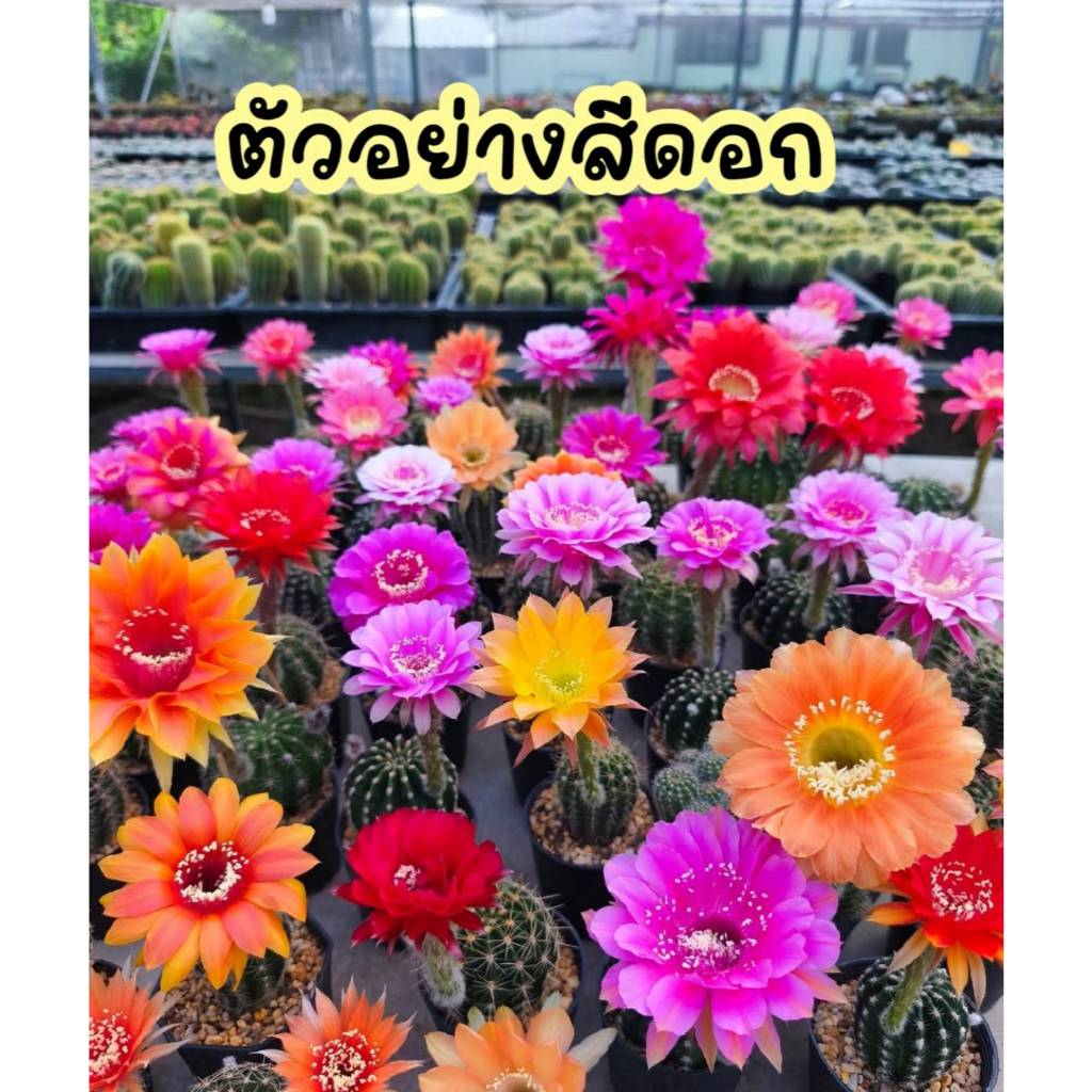 Echinopsis อิชินอปซิส คละสีดอก ชำหน่อ กระถาง 2 นื้ว