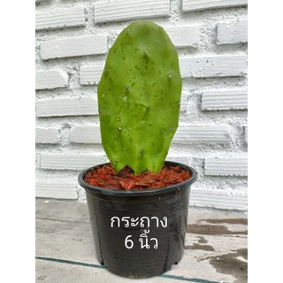 กระบองเพชรใบเสมา Opuntia cochenillifera มีแถม คัดใบหนาใหญ่ตัดสดป้ายน้ำยากันเชื้อรา โอพันเทียหูกระต่าย มิกกี้เม้า opuntia