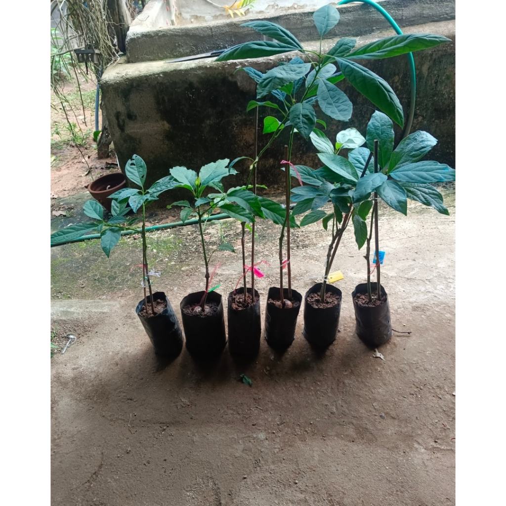 ต้นพันธุ์ อะโวคาโดเอ034   ถุงดำพร้อมปลูก 199  บาท อะโวคาโด A.034