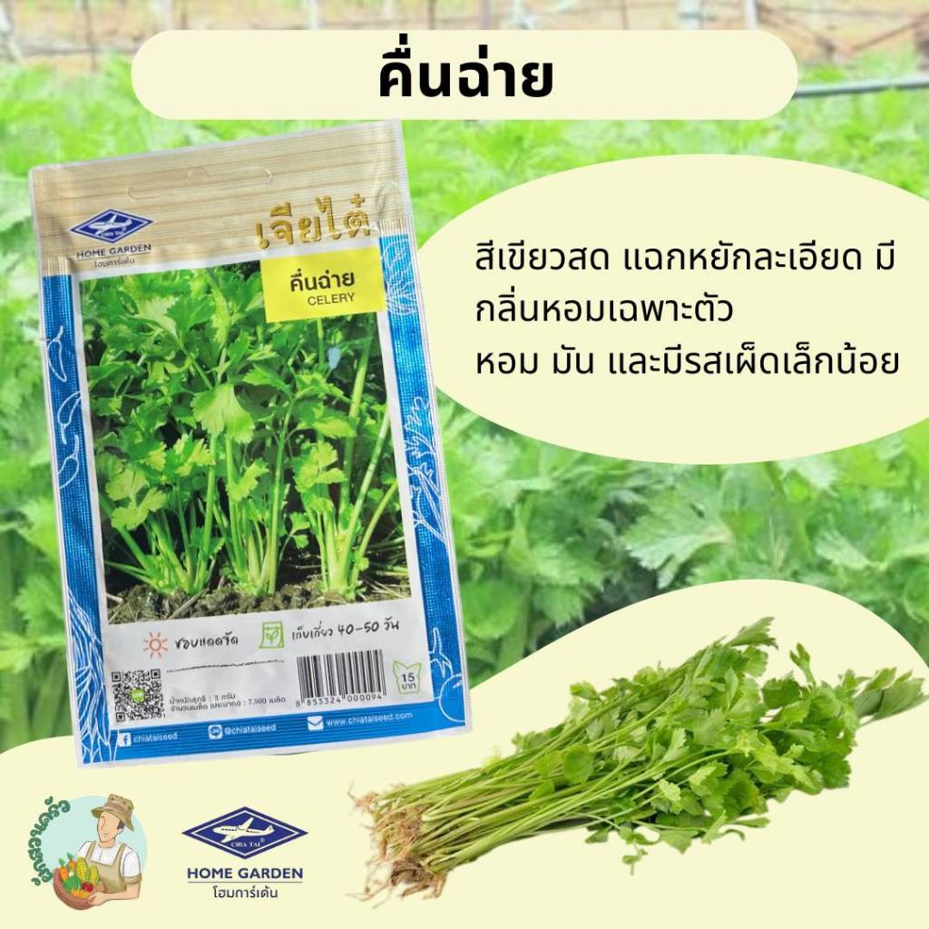คึ่นฉ่าย CT/OP-028 ผักซอง เจียไต๋ เมล็ดพันธุ์ผัก ขึ้นฉ่าย เมล็ดพืช ผักสวนครัว ผัก ประมาณ 7,500 เมล็ด