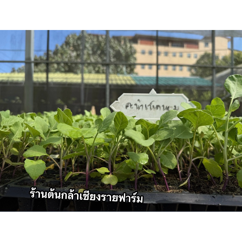 🥬 กล้าคะน้าเห็ดหอม (Kale Shiitake Seedling) (1ถาด มี105ต้น)