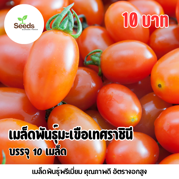 เมล็ดมะเขือเทศราชินี บรรจุ 10 เมล็ด