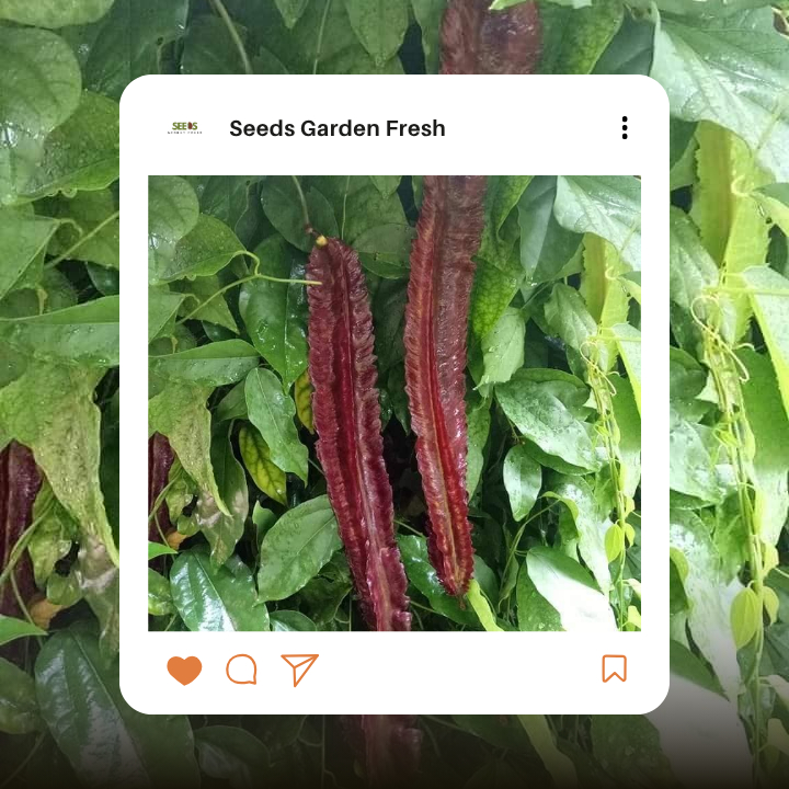 เมล็ดถั่วพลูไพลิน บรรจุ 25 เมล็ด - รูปที่ 3