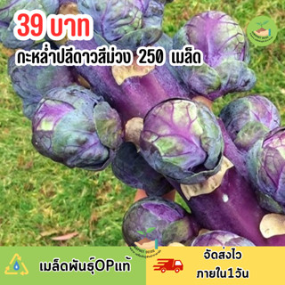 กะหล่ำปลีดาวสีม่วง 250 เมล็ด