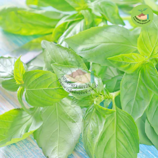 9 บาท เมล็ดพันธุ์ใบแมงลัก 500 เมล็ด