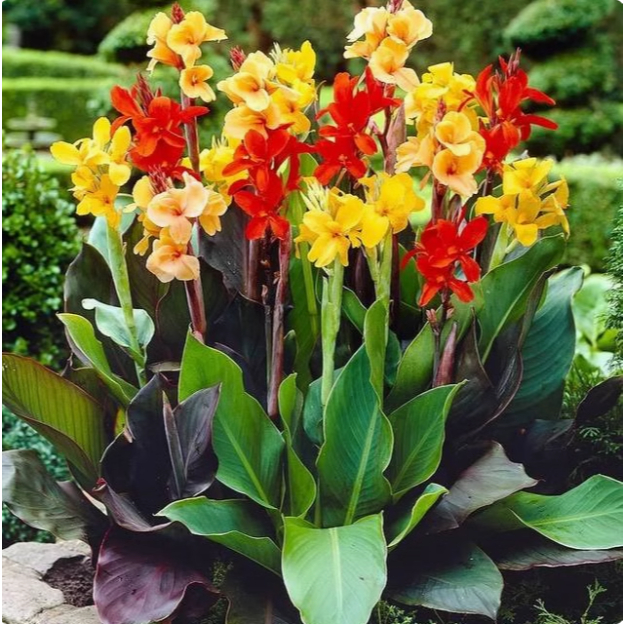 5เมล็ด ดอกพุทธรักษาแคระ พุทธศร(Canna Lily Seeds for planting) บัวละวงศ์ ปลูกง่าย อัตราการงอกสูง