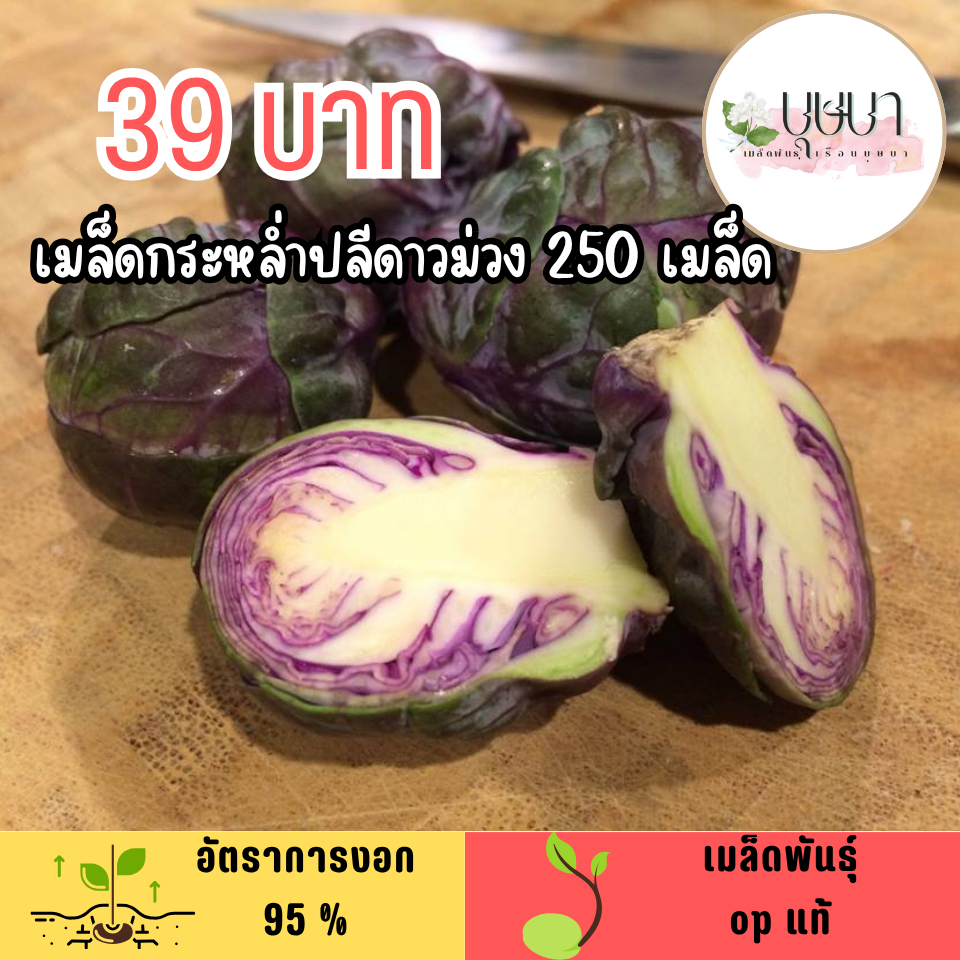 เมล็ดกระหล่ำปลีดาวม่วง 250เมล็ด