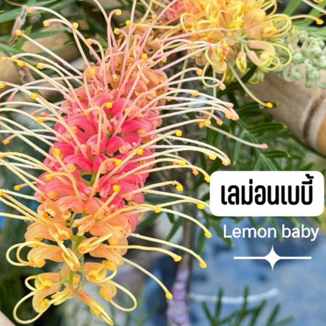 ขายกิ่งพันธุ์ สนเกรวิลเลีย เลม่อน เบบี้ (Grevillea Lemon Baby) 70-80 cm กิ่งทาบ 2 ชั้น ออกดอกไล่เฉดสี