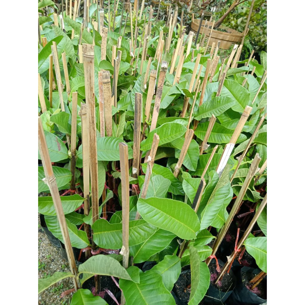 ฝรั่งไส้แดงหงส์จ้วนสือต้นเสียบยอดสูง40-60เซ็นต้นเสียบยอดสายพันธุ์แท้100% - รูปที่ 2