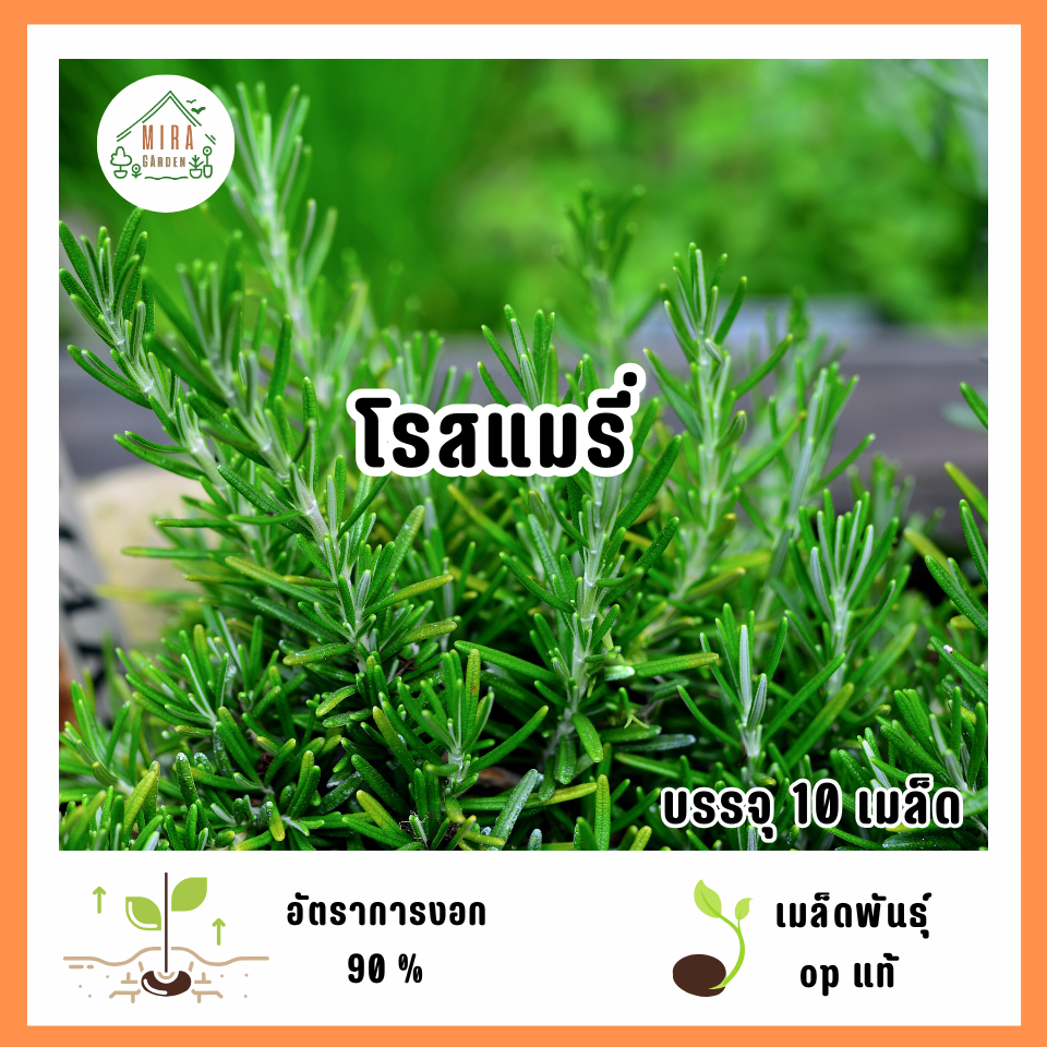 เมล็ดพันธุ์โรสแมรี่ 10 เมล็ด