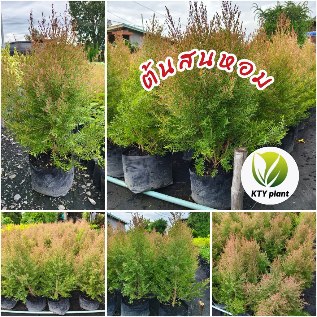 สนหอมไล่ยุง ต้นสนหอม ทรงพุ่ม สูง 60-80 ซม.