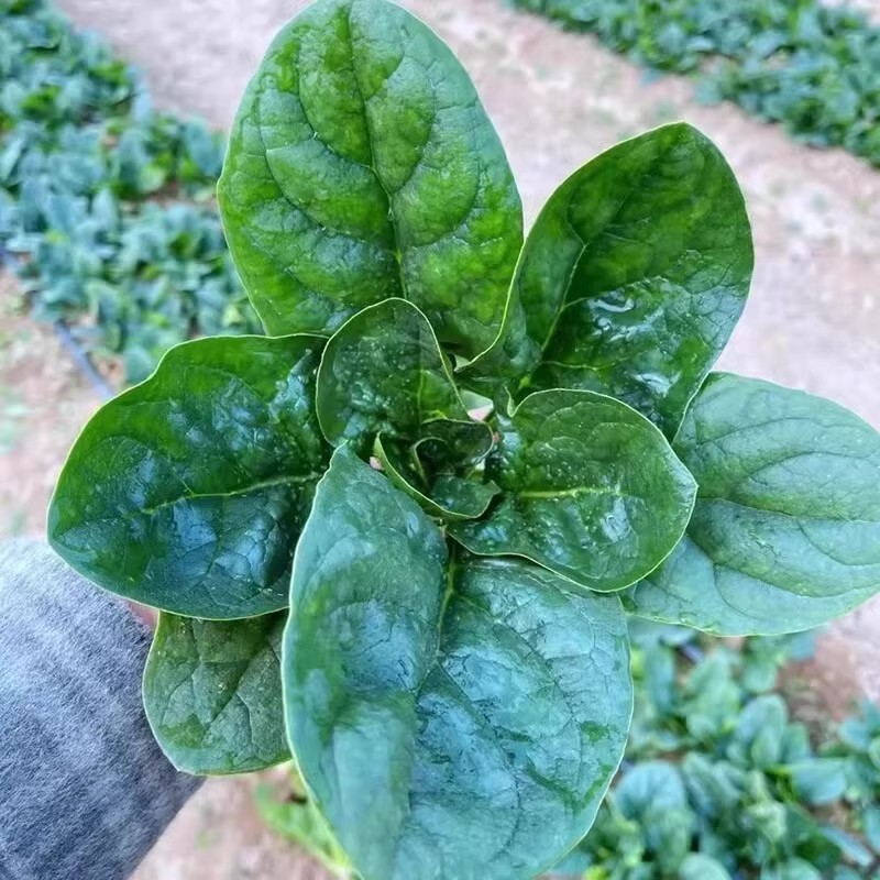 100เมล็ด ปวยเล้ง เมล็ดพันธุ์ Spinach Seeds - งอกง่าย ใบใหญ่มาก ทานอร่อย เมล็ดปวยเล้ง Chinese Spinach Vegetable Seeds