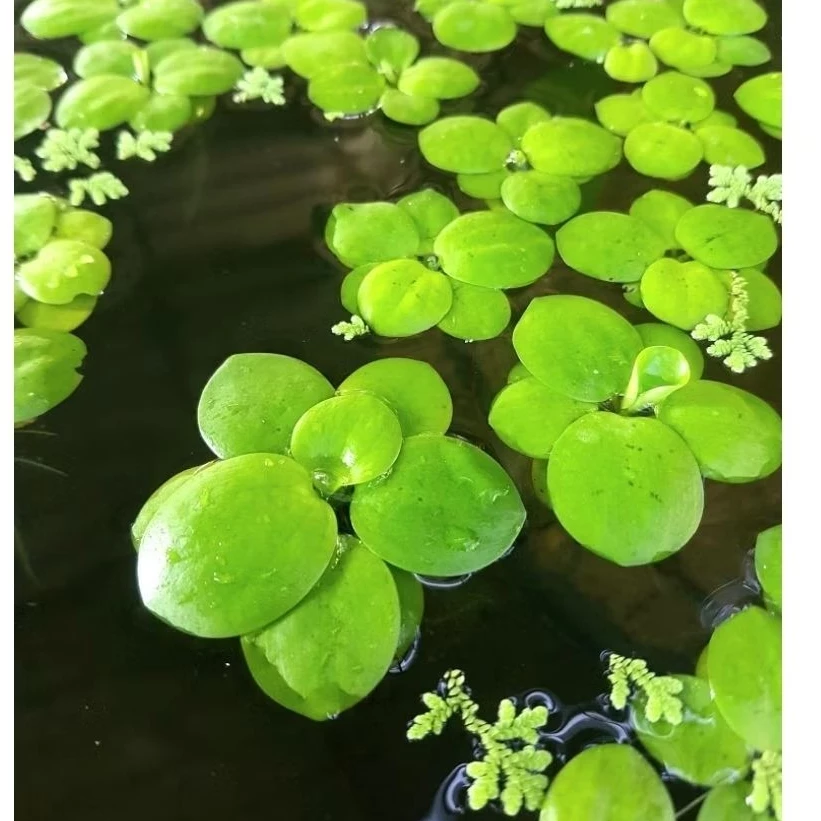 ☘️จอกญี่ปุ่นดาว☘️เลี้ยงง่ายไตไว☘️สร้างบรรยากาศสดใส☘️น้องาปลาวางไข่สดชื่นมากๆค่ะจอกญี่ปุ่นจิ๋ว..20++++.💕🫠☘️☘️☘️