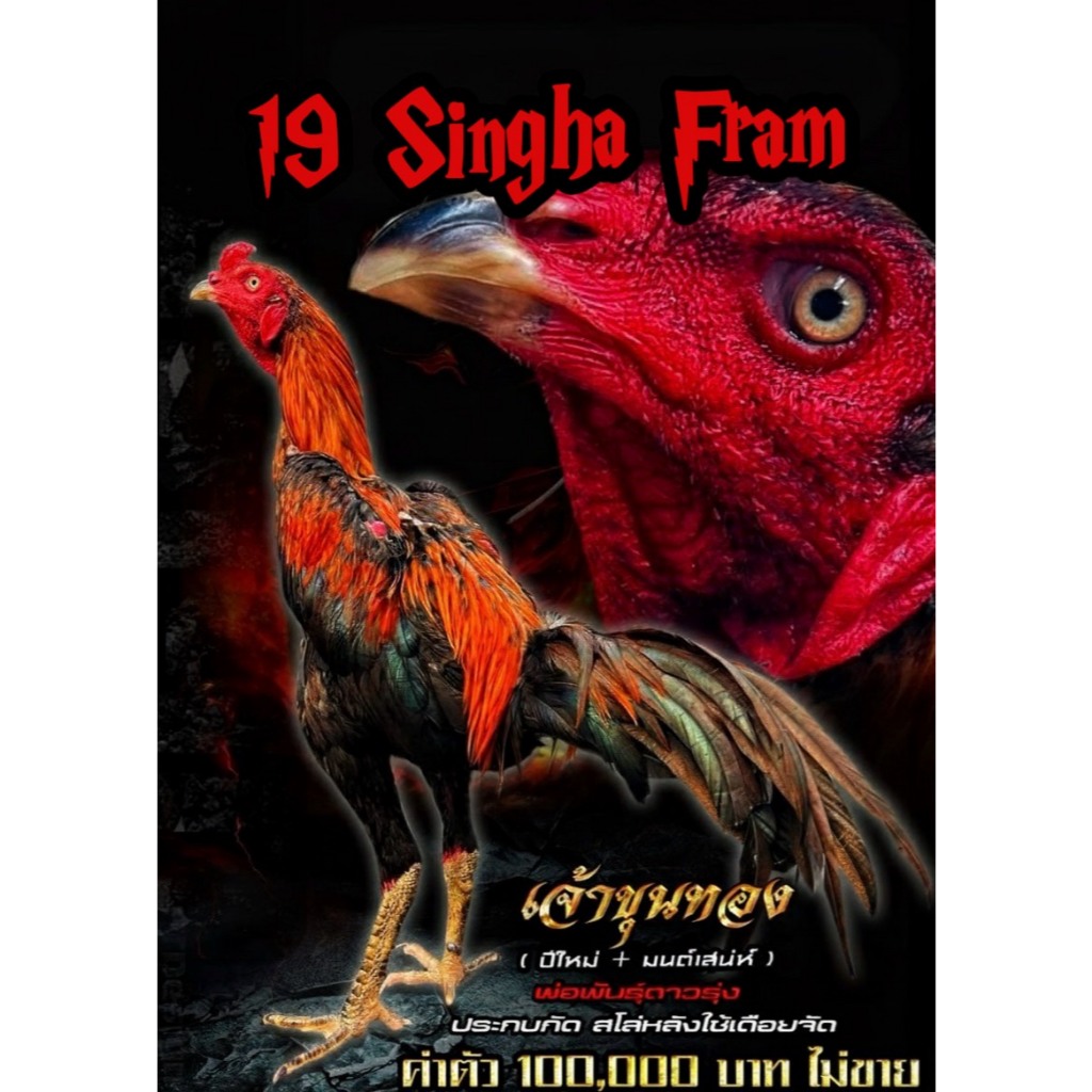 ไข่เชื้อไก่ชน สายเบอร์แข้งทุบหลัง รับประกันเชื้อ