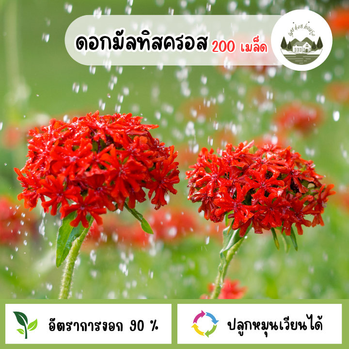 เมล็ดพันธุ์ดอกมัลทิสครอส 200 เมล็ด