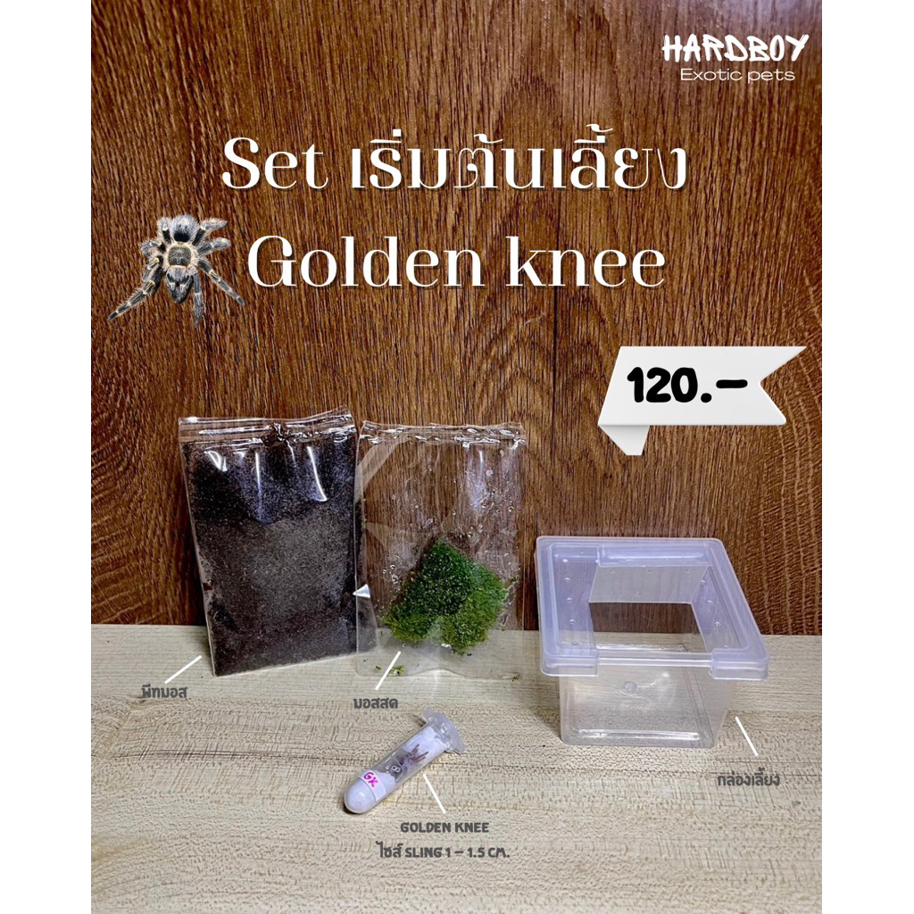 Set เริ่มต้นเลี้ยงทารันทูล่า Golden Knee พร้อมอุปกรณ์ครบชุด (ไชส์ Sling 1–1.5 cm)