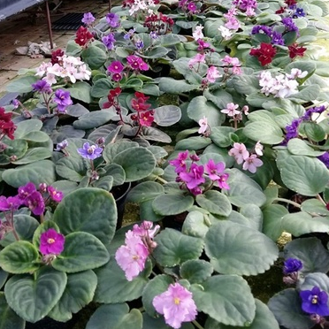 1 ต้น แอฟริกันไวโอเล็ต ราชินีแห่งไม้ดอก (African Violet) สีม่วง กระถาง 4 นิ้ว