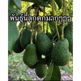 ต้นอะโวคาโดแฮสส์ ทาบกิ่ง ต้นใหญ่ขนาด 90-1เมตร ติดผลไวแน่นอน มีเนื้อเหนียว นุ่ม มีรสชาติที่มัน (คล้ายเนย)และมีกลิ่นหอม