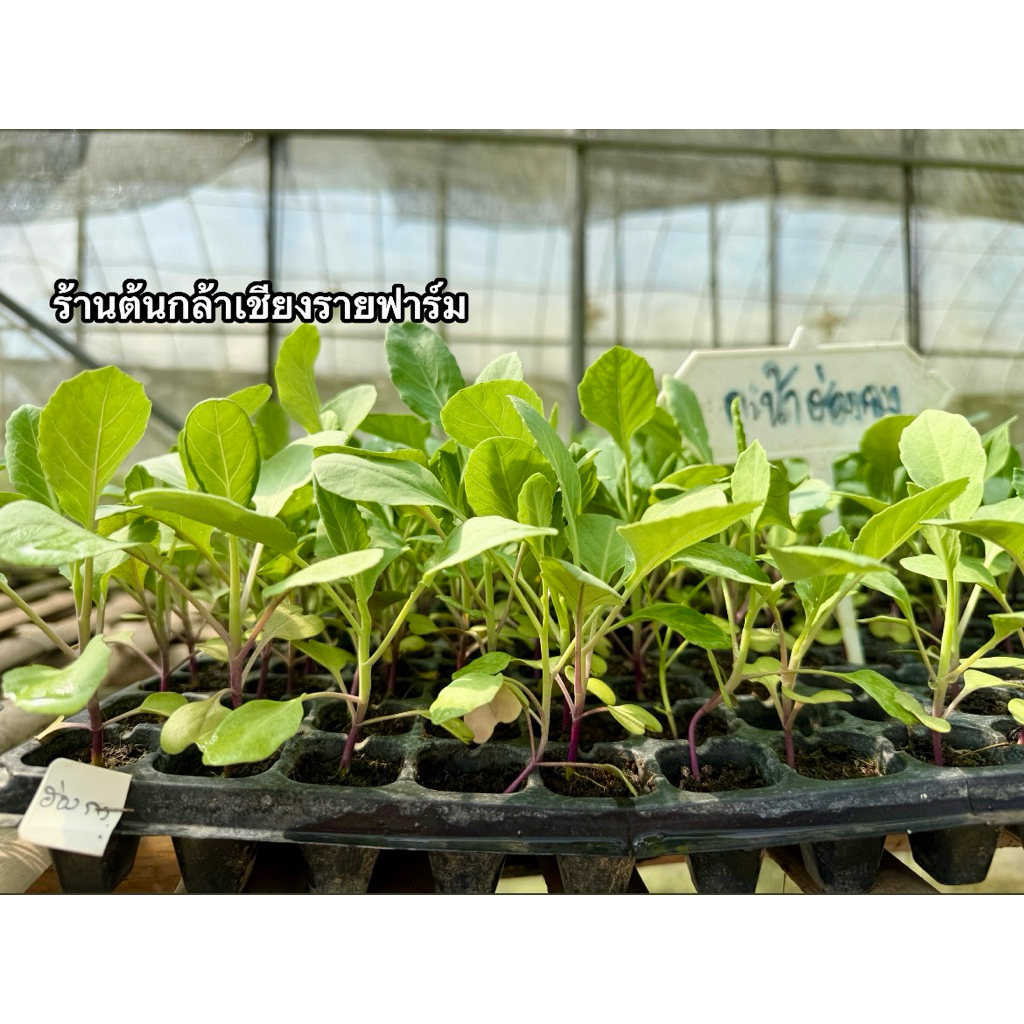 🥬 กล้าคะน้าฮ่องกง(Hong Kong Kale Seedling) (1ถาดมี105ต้น)