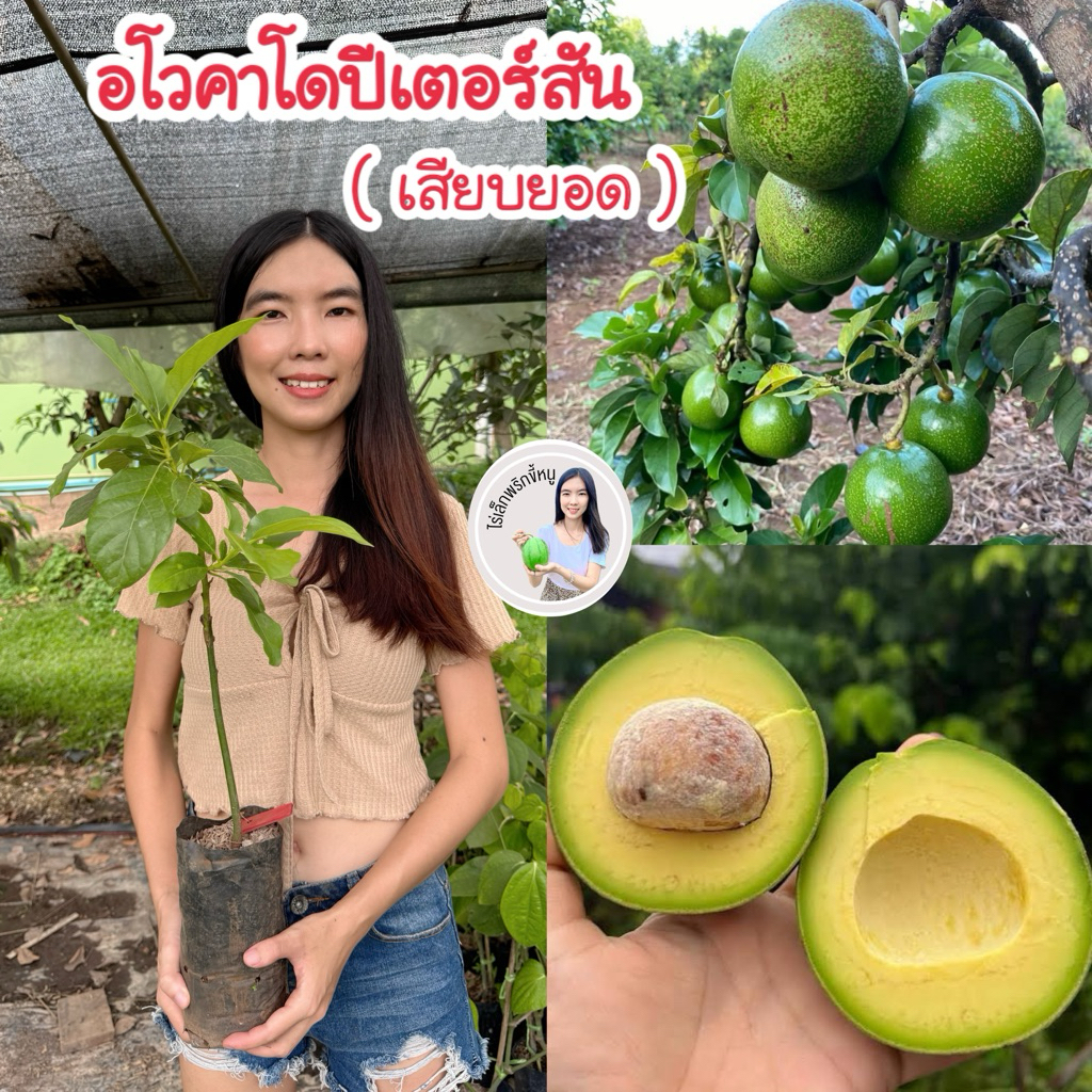 #ต้นอะโวคาโดปีเตอร์สัน (เสียบยอด) สูงราว 30-50 เซน เนื้อแน่นแห้ง รสชาติหนึบมันหวาน