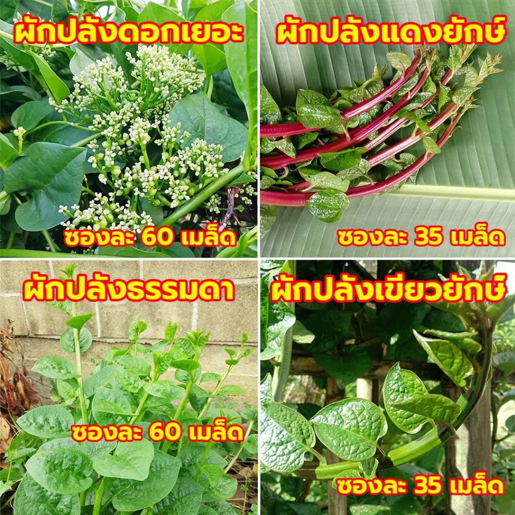 เมล็ดผักปลัง เมล็ดพันธุ์ผักปลัง ผักปลังยักษ์ ผักปลังยอดใหญ่ ## ผักปลังญี่ปุ่น ผักปลังแดงยักษ์ ผักปลังเขียวยักษ์