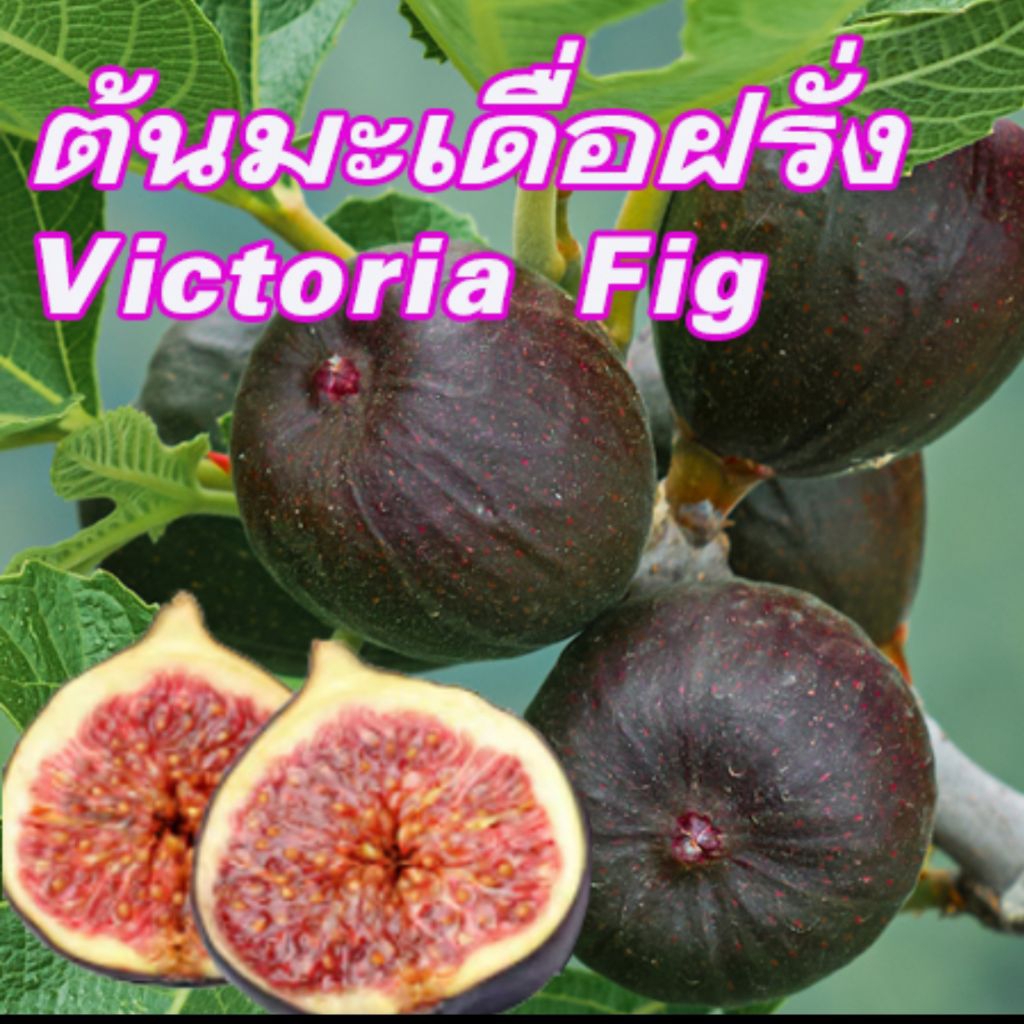 ต้นพันธุ์แท้มะเดื่อวิคตอเรีย (Victoria Fig) รากแข็งแรง พร้อมปลูก