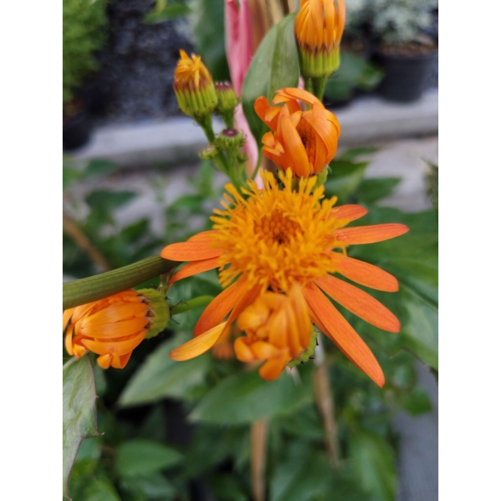 ต้นเปลวสุริยัน Maxican Flame Vine  Orange Glow Vine