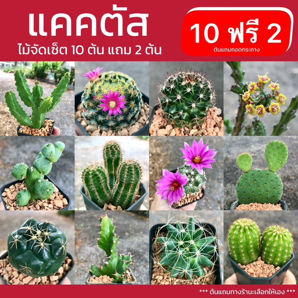 [อัพของใหม่] แคคตัสไม้จัดเซต 10 กถ 100 บาท และแคคตัสไม้รวมชุดละ 100 บาทคุ้มกว่าซื้อแยกต้น ส่งทั้งกระถาง
